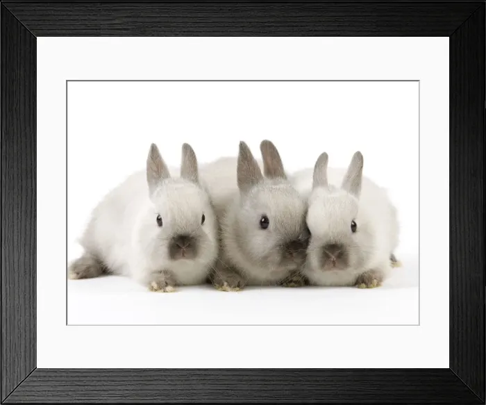 Framed Print : Dwarf Rabbit - with young Framed Print : Dwarf Rabbit - with young