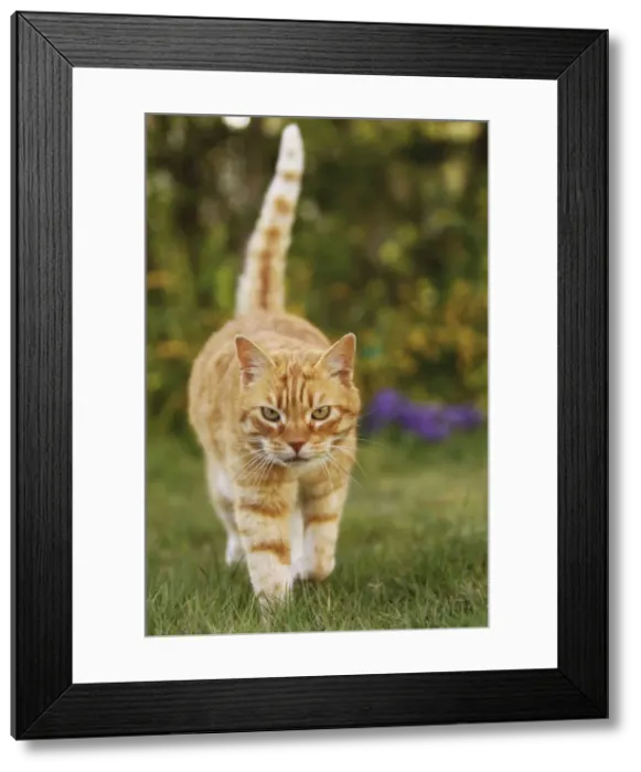 Framed Print : Cat - Ginger