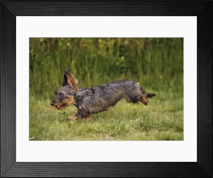 Framed Print : Dog - Wirehaired Dachshund - running Framed Print : Dog - Wirehaired Dachshund - running
