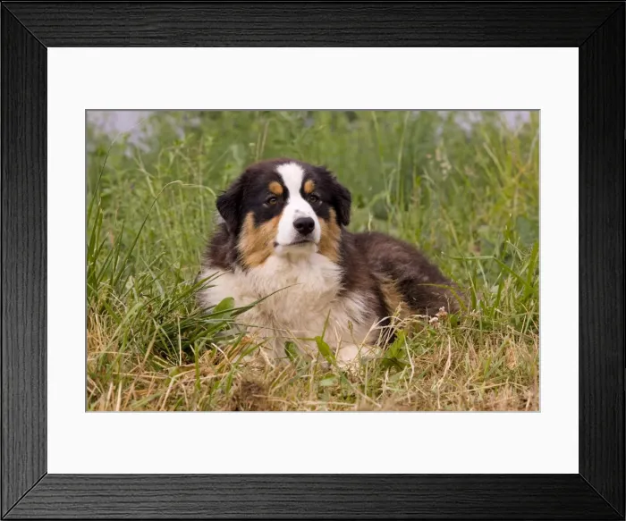 Framed Print : Dog - Australian Sheepdog / Shepherd Dog Framed Print : Dog - Australian Sheepdog / Shepherd Dog