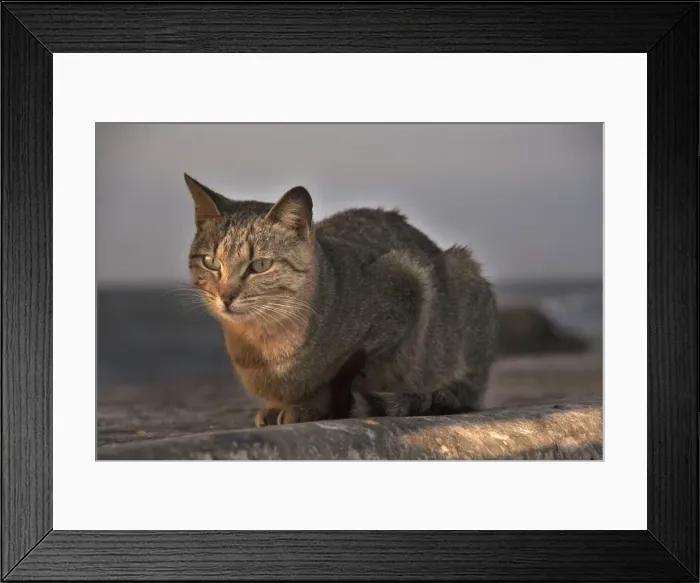 Framed Print : Cat - Morocco