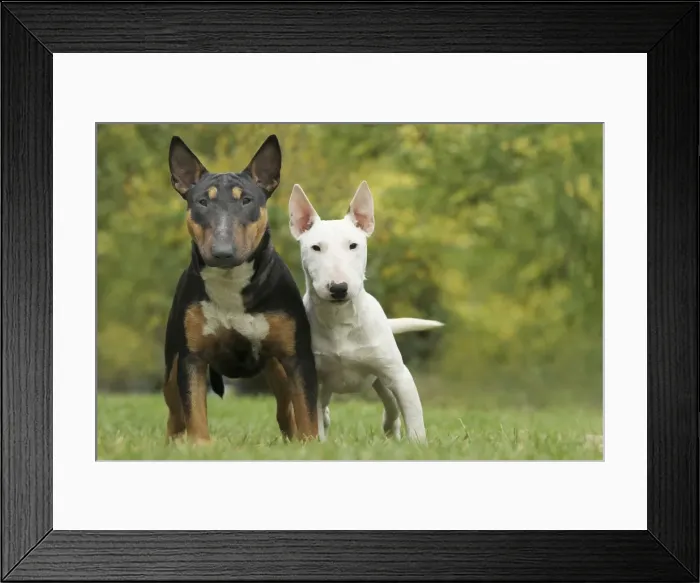 Framed Print : Dog - Miniature Bull Terrier Framed Print : Dog - Miniature Bull Terrier