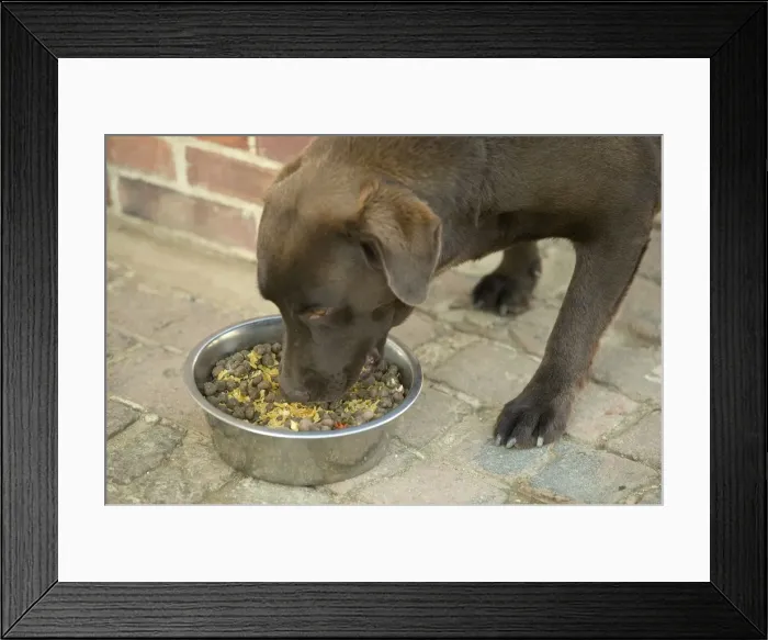 Framed Print : Dog - Chocolate Labrador - eating semi-moist food from bowl Framed Print : Dog - Chocolate Labrador - eating semi-moist food from bowl