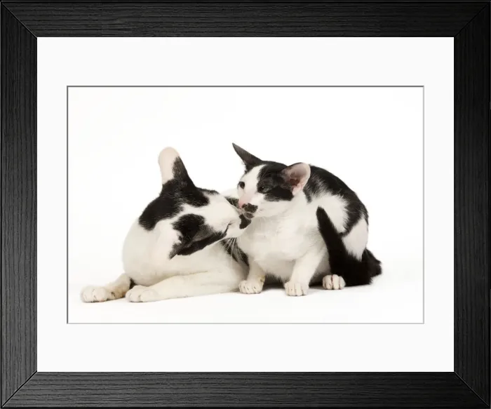 Framed Print : Cat - Oriental Framed Print : Cat - Oriental
