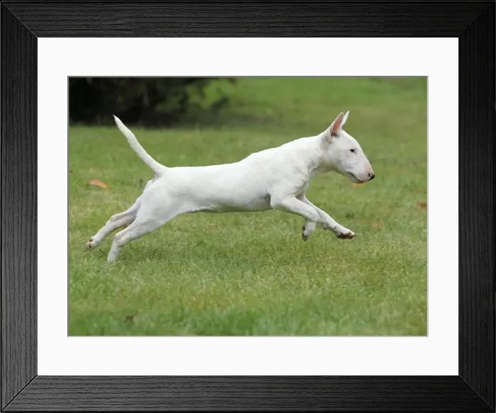 Framed Print : Dog - Miniature Bull Terrier - running Framed Print : Dog - Miniature Bull Terrier - running