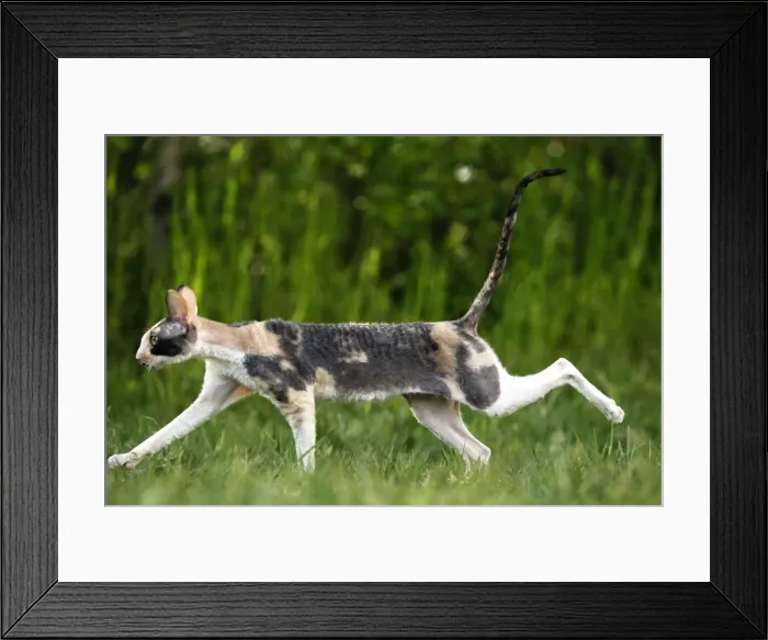 Framed Print : Cat - Cornish Rex Framed Print : Cat - Cornish Rex
