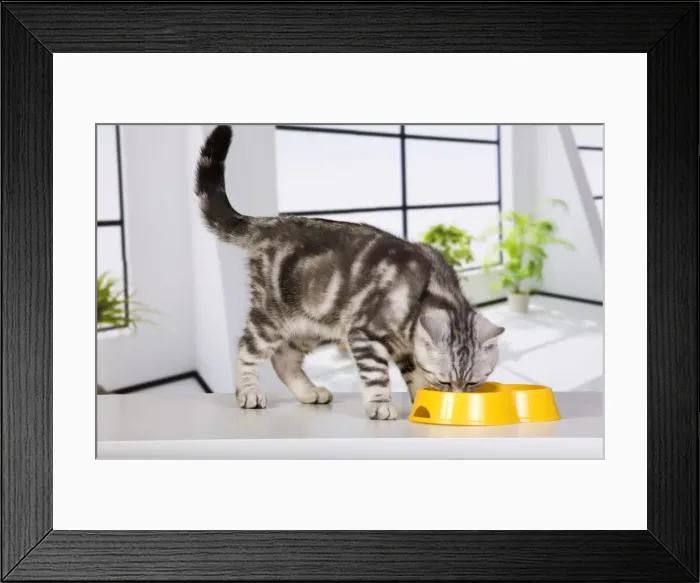 Framed Print : Cat - British Short Hair Silver Spotted - feeding from bowl Framed Print : Cat - British Short Hair Silver Spotted - feeding from bowl