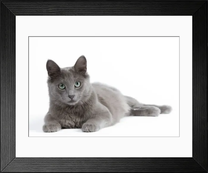 Framed Print : Cat - Nebelung Framed Print : Cat - Nebelung