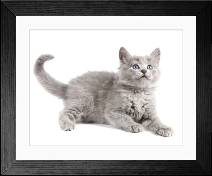 Framed Print : Cat - Nebelung Kitten Framed Print : Cat - Nebelung Kitten