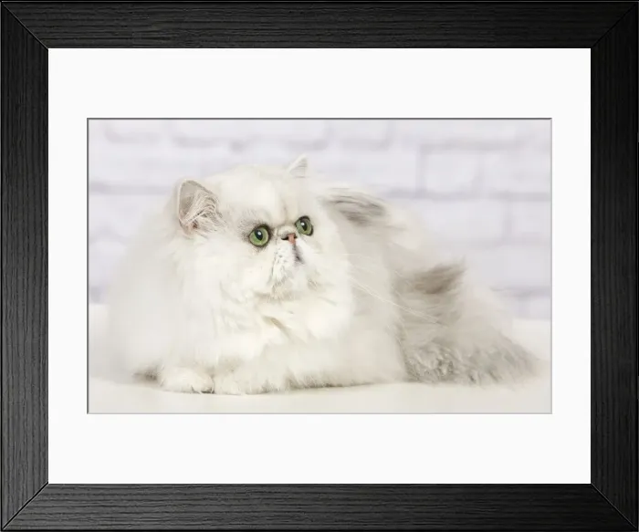 Framed Print : Cat - Persian Chinchilla Framed Print : Cat - Persian Chinchilla