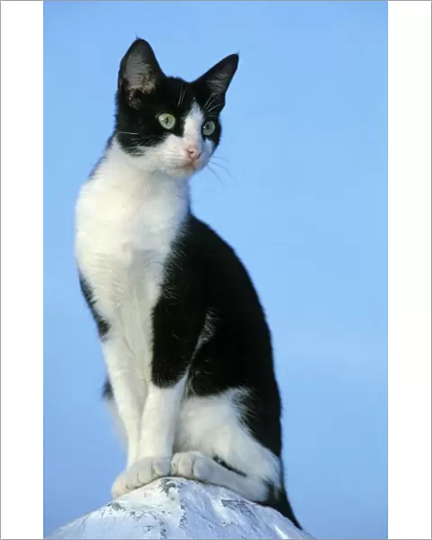 Cat - Black & White Cat - Morocco