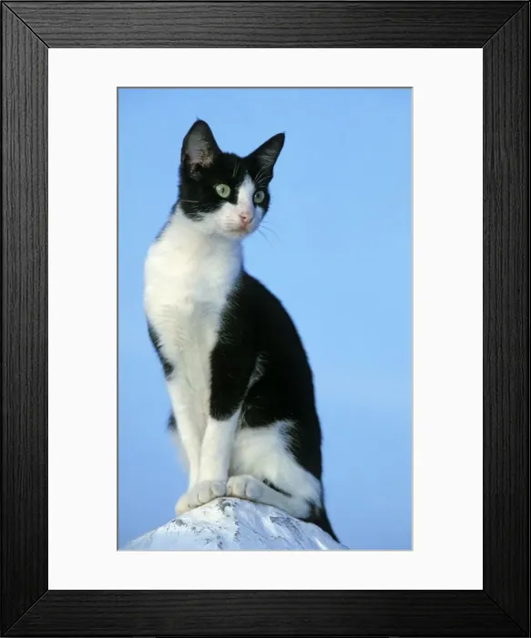 Framed Print : Cat - Black & White Cat - Morocco Framed Print : Cat - Black & White Cat - Morocco