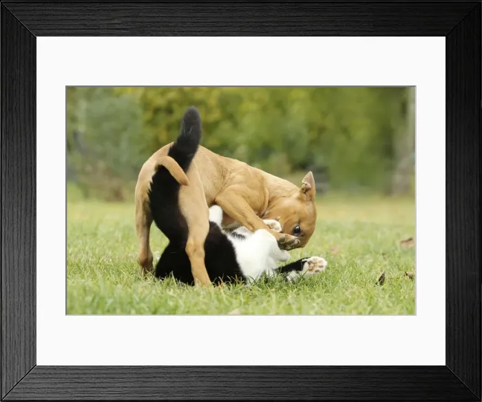 Framed Print : Dog - Miniature Bull Terrier - playing with Black & White Cat Framed Print : Dog - Miniature Bull Terrier - playing with Black & White Cat