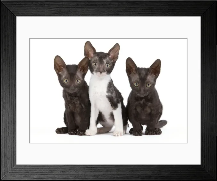 Framed Print : Cat - Cornish Rex - kittens Framed Print : Cat - Cornish Rex - kittens