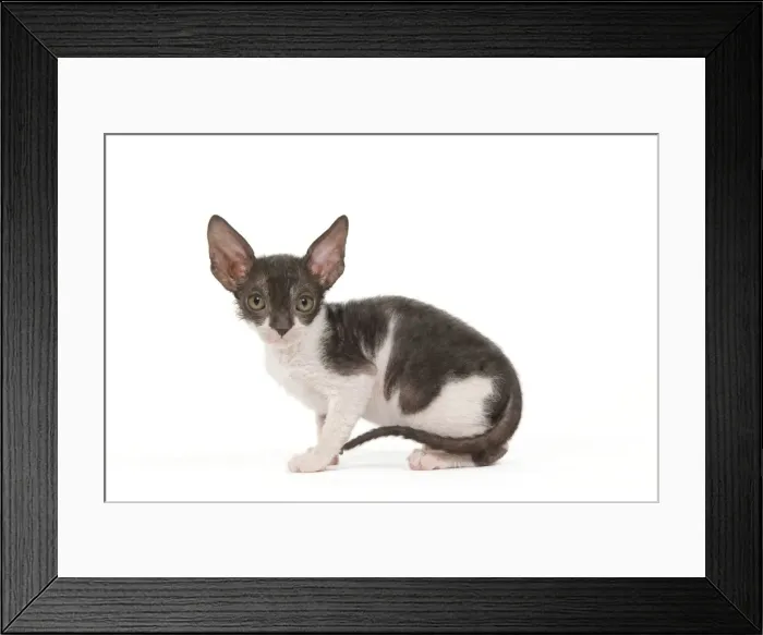 Framed Print : Cat - Cornish Rex