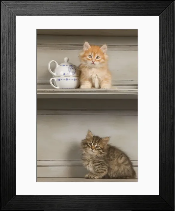 Framed Print : Cat - Siberian Kittens - on shelf with tea cup Framed Print : Cat - Siberian Kittens - on shelf with tea cup