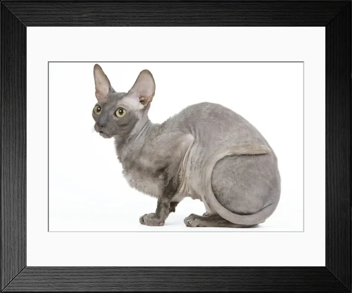 Framed Print : Cat - Cornish Rex Framed Print : Cat - Cornish Rex
