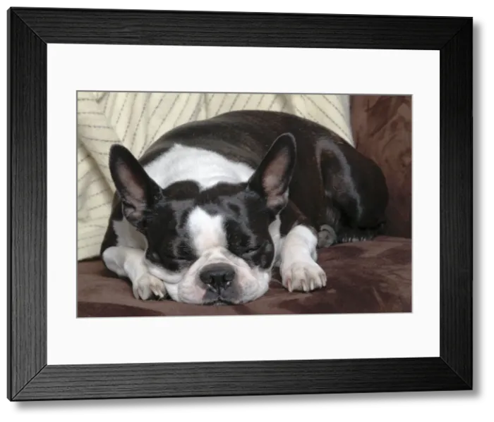 Framed Print : Dog - Boston Terrier - sleeping Framed Print : Dog - Boston Terrier - sleeping