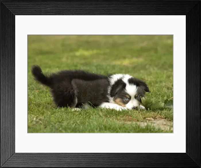 Framed Print : Dog - Australian Sheepdog / Shepherd Dog - puppy Framed Print : Dog - Australian Sheepdog / Shepherd Dog - puppy