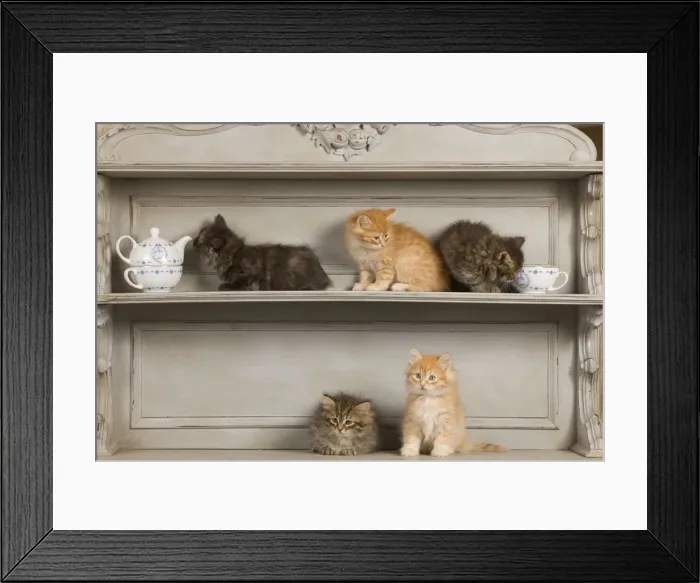 Framed Print : Cat - Siberian Kittens - on shelf Framed Print : Cat - Siberian Kittens - on shelf