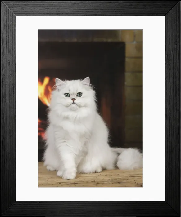 Framed Print : Cat - Persian Chinchilla - sitting in front of log fire Framed Print : Cat - Persian Chinchilla - sitting in front of log fire