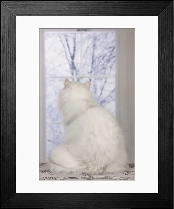 Framed Print : Cat - Persian Chinchilla - looking out of window Framed Print : Cat - Persian Chinchilla - looking out of window