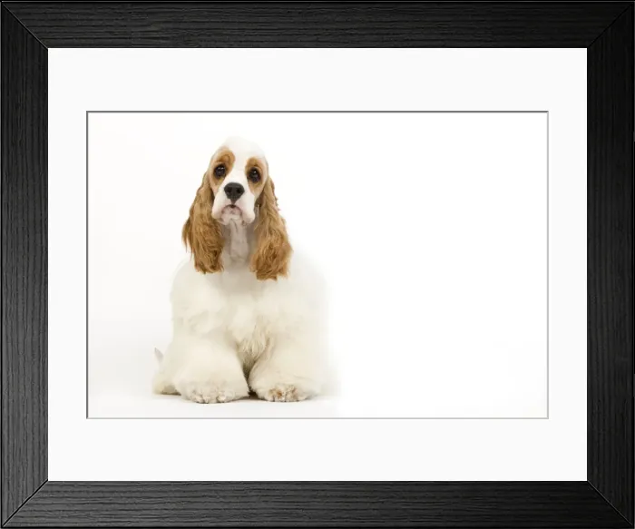 Framed Print : Dog - American Cocker Spaniel