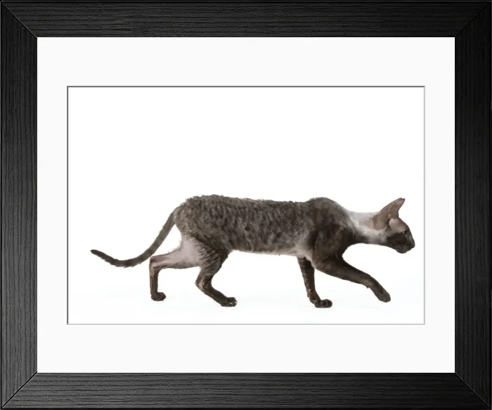 Framed Print : Cat - Cornish Rex Framed Print : Cat - Cornish Rex