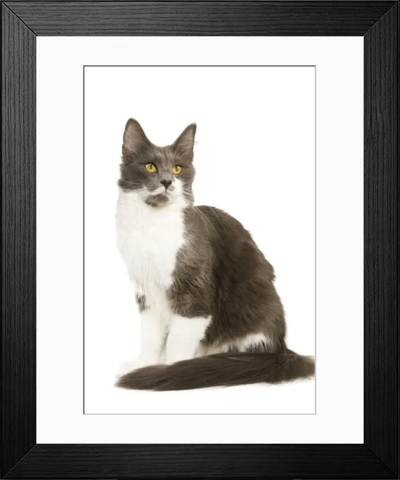 Framed Print : Cat - Norwegian Forest Brown Tabby Cat Framed Print : Cat - Norwegian Forest Brown Tabby Cat
