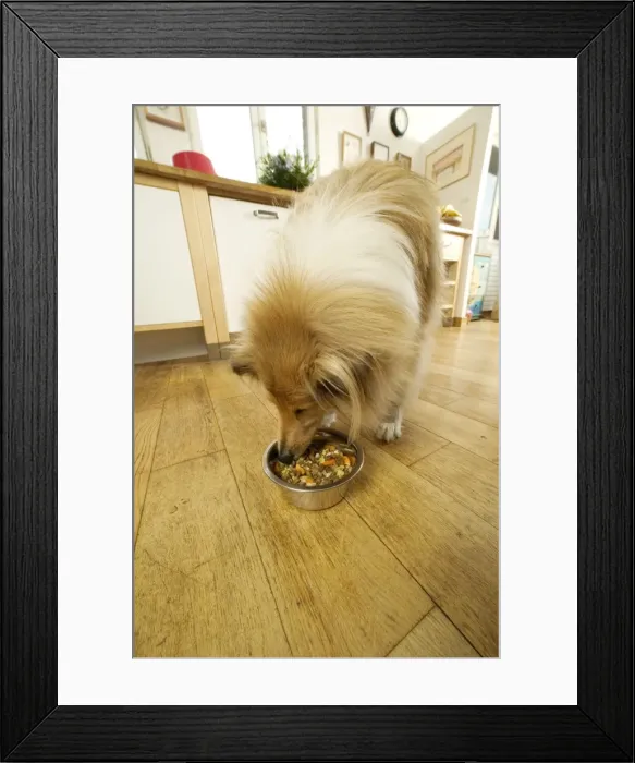 Framed Print : Dog - Rough Collie - eating dog food from bowl in kitchen Framed Print : Dog - Rough Collie - eating dog food from bowl in kitchen