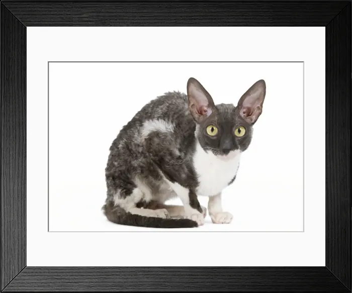 Framed Print : Cat - Cornish Rex Framed Print : Cat - Cornish Rex