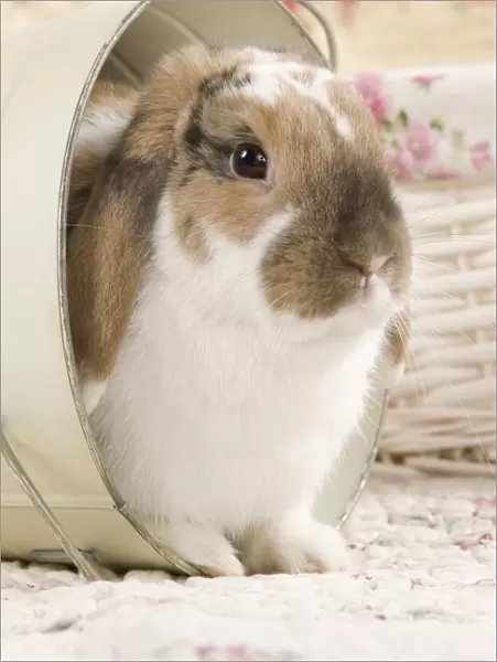 Dwarf Lop Rabbit