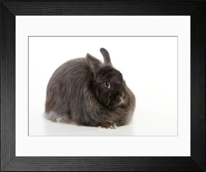 Framed Print : RABBIT - Swiss fox Framed Print : RABBIT - Swiss fox
