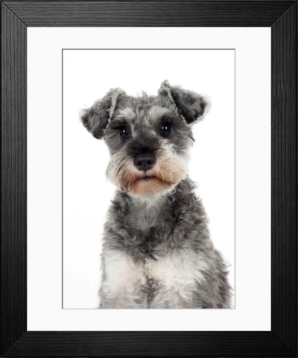 Framed Print : DOG - Miniature schnauzer (clipped) Framed Print : DOG - Miniature schnauzer (clipped)