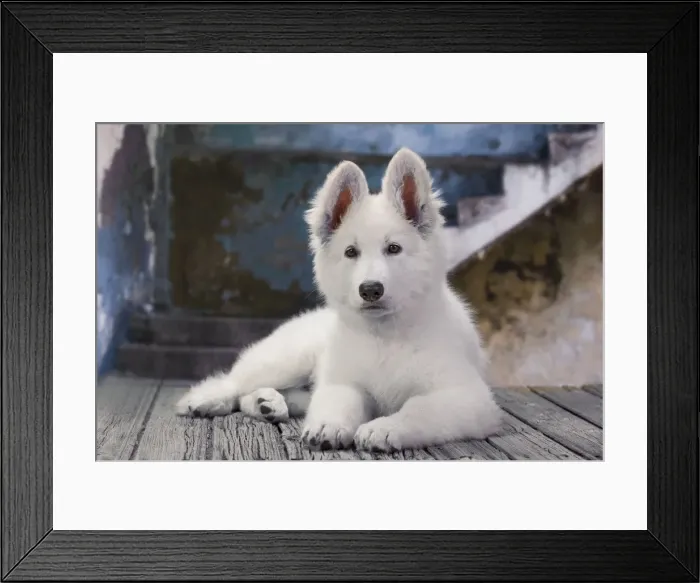 Framed Print : Dog - Swiss White Shepherd Dog Framed Print : Dog - Swiss White Shepherd Dog
