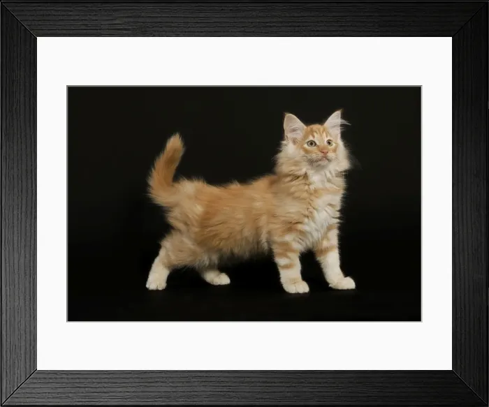Framed Print : Cat - Norwegian Forest Cat