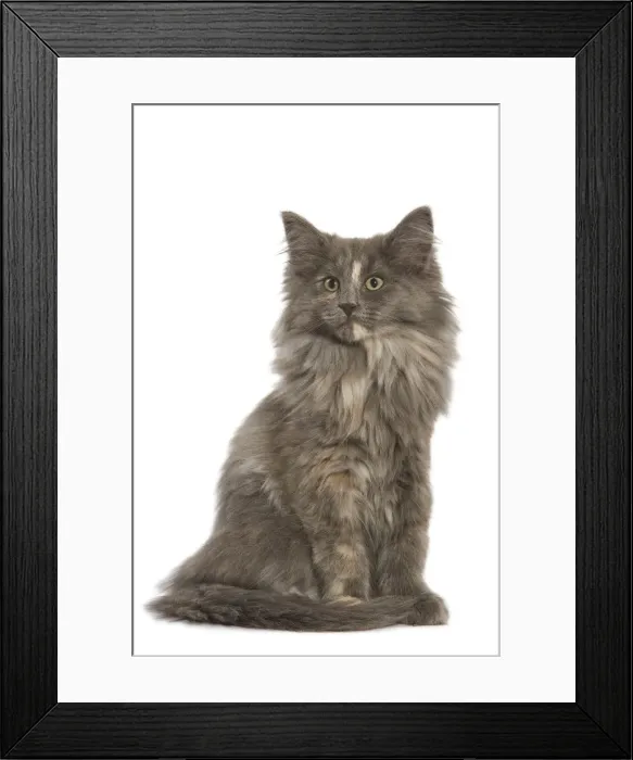 Framed Print : Cat - Norwegian Forest Cat