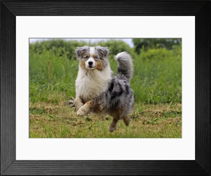 Framed Print : Dog - Australian Sheepdog / Shepherd Dog - puppy running Framed Print : Dog - Australian Sheepdog / Shepherd Dog - puppy running