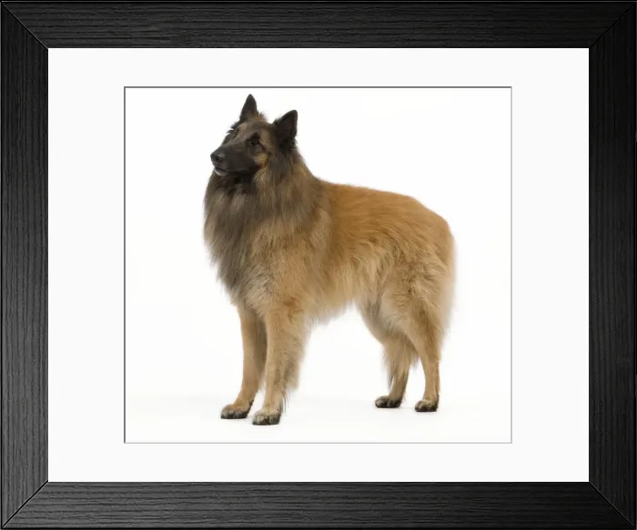 Framed Print : Dog - Belgium Sheepdog / Tervuren Framed Print : Dog - Belgium Sheepdog / Tervuren