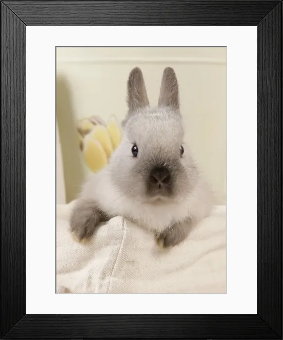 Framed Print : Dwarf Rabbit Framed Print : Dwarf Rabbit