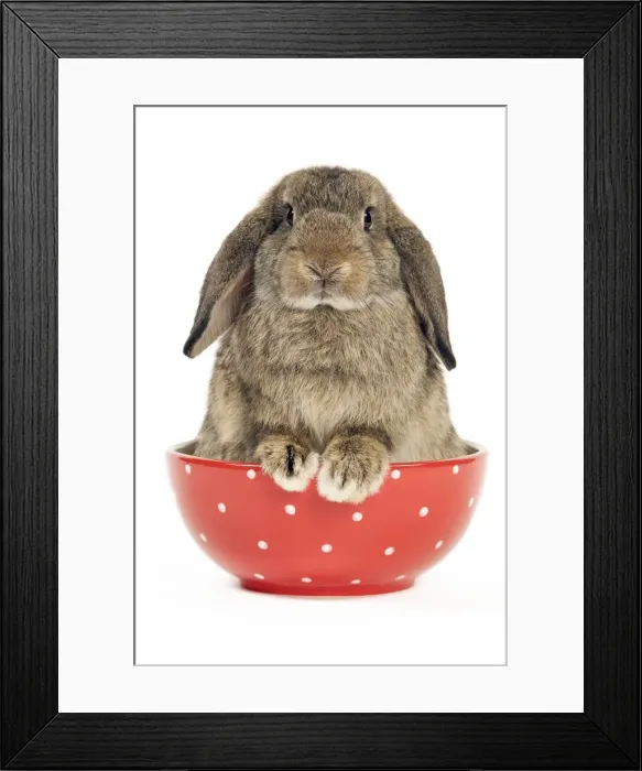 Framed Print : Dwarf Lop-Eared Rabbit Framed Print : Dwarf Lop-Eared Rabbit