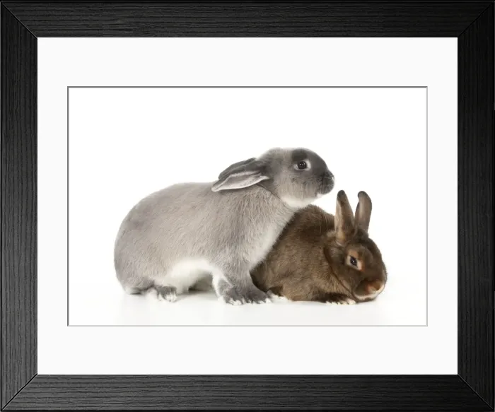 Framed Print : RABBITS - Smoke pearl and mini castor satin Framed Print : RABBITS - Smoke pearl and mini castor satin