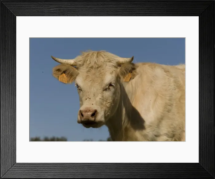 Framed Print : Cattle - Charolais Framed Print : Cattle - Charolais