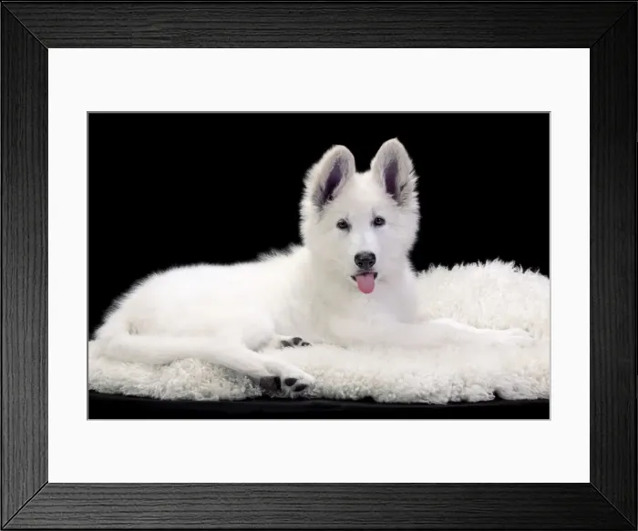 Framed Print : Dog - Swiss White Shepherd Dog Framed Print : Dog - Swiss White Shepherd Dog