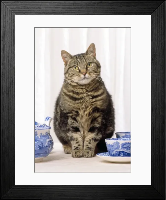 Framed Print : Tabby Cat - with china Framed Print : Tabby Cat - with china