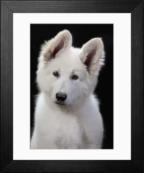 Framed Print : Dog - Swiss White Shepherd Dog Framed Print : Dog - Swiss White Shepherd Dog