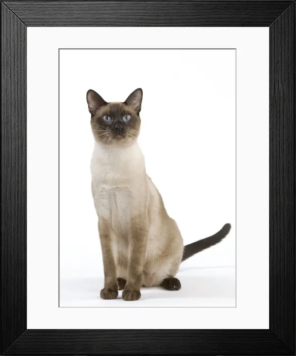 Framed Print : Cat - Thai Framed Print : Cat - Thai