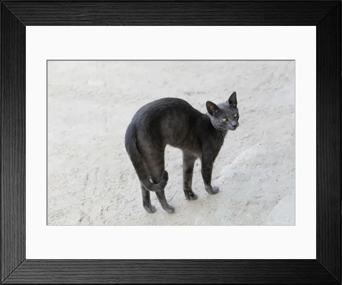 Framed Print : Cat. LA-9538. Black cat. Jean-Michel Labat Framed Print : Cat. LA-9538. Black cat. Jean-Michel Labat