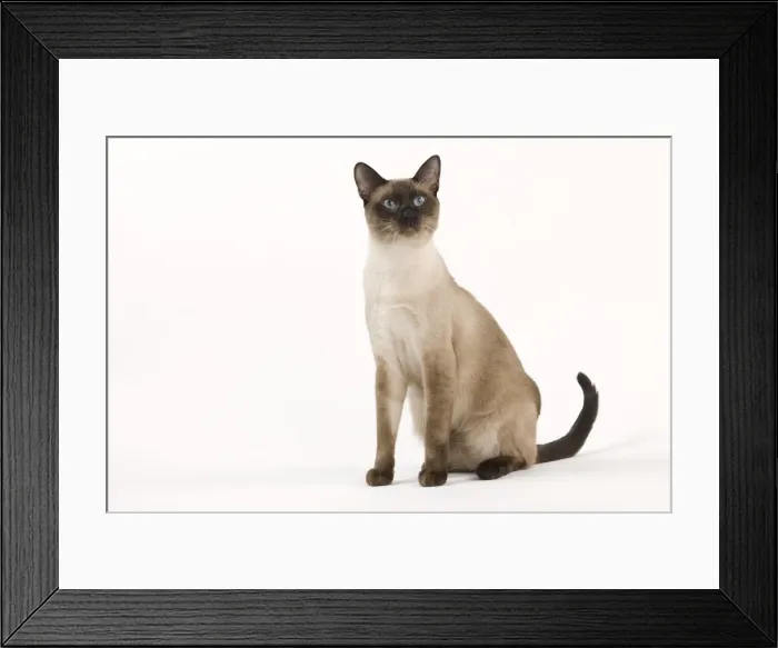 Framed Print : Cat - Thai Framed Print : Cat - Thai
