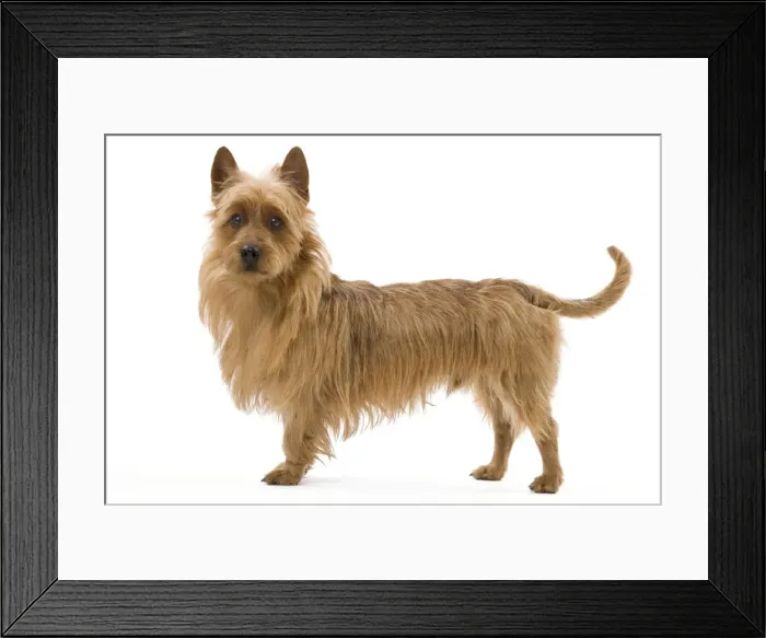 Framed Print : Dog - Australian Terrier Framed Print : Dog - Australian Terrier